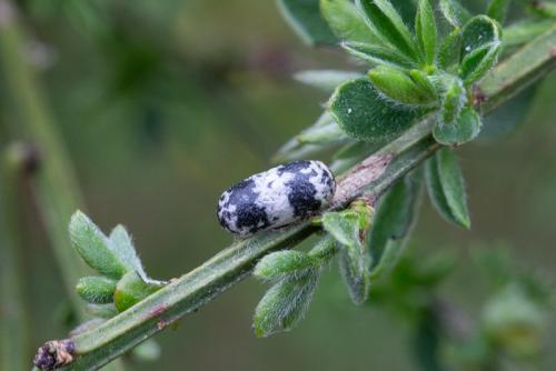 Réf. 229 115 : Campopleginae inconnu